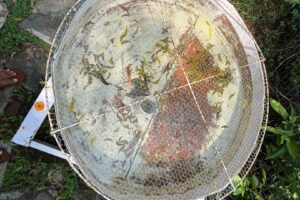 evaporation pan